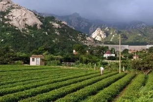 崂山区晓望社区党委带领群众走上小康路