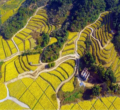 宜春明月山温汤镇:在乡村振兴路上走出新“硒”望