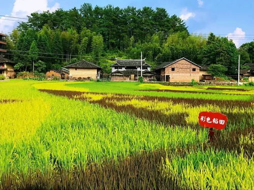 大安这片彩色水稻太神奇了 你去过吗