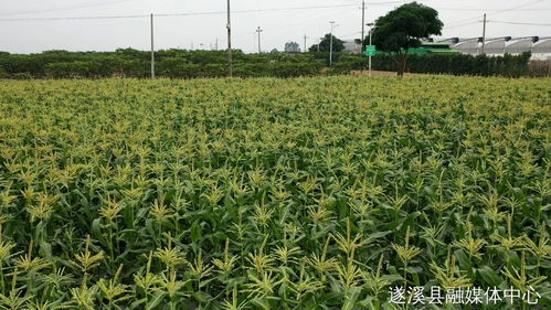 省级休闲农业与乡村旅游示范点,湛江四个候选 你去过吗