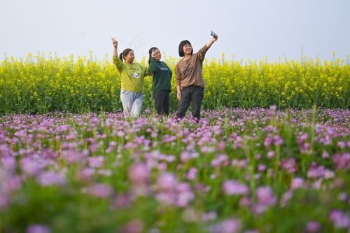 农旅融合 图
