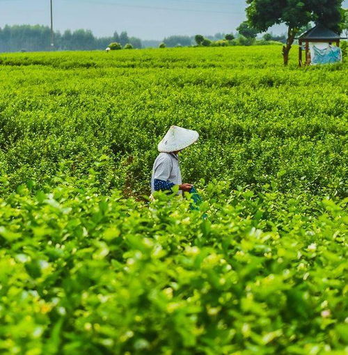 横县金花圣茶谷 打卡网红大秋千 中华茉莉园 中国茉莉小镇纯玩一日