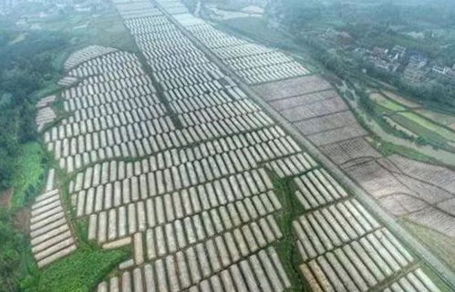 湘西农业旅游新亮点 三大3A景区，自然与人文的完美融合