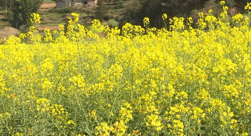砚山乡村旅游 以农业旅游开发助力乡村振兴