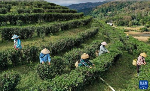 2024年海南五指山早春茶飘香，农旅融合绘就乡村振兴新画卷