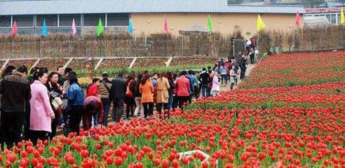 郑清农业公园 绘织“美丽乡村”新画卷 打造乡村旅游新模式