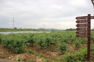 镇江句容蓝莓节 一颗“蓝海明珠”，引爆长三角农业旅游新热潮